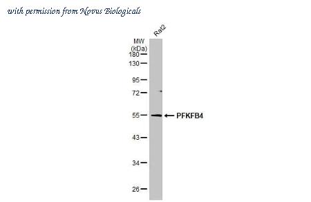 Novus Biologicals NBP3-25598 image 1