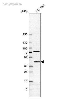 Novus Biologicals NBP1-88652 image 1