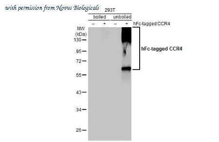 Novus Biologicals NBP3-25402 image 1