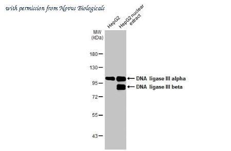 Novus Biologicals NBP3-25441 image 1