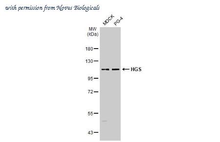 Novus Biologicals NBP3-25503 image 1