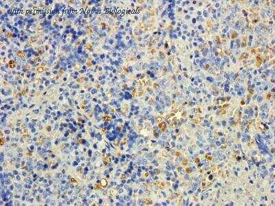 Novus Biologicals NB100-832 image 1