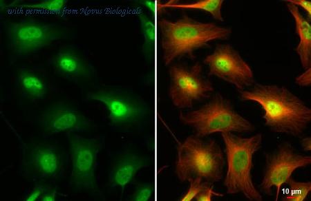 Novus Biologicals NBP3-25521 image 1