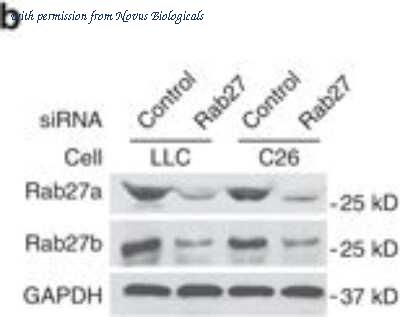 Novus Biologicals NBP1-79631 image 1