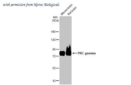 Novus Biologicals NBP3-25606 image 1