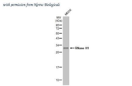 Novus Biologicals NBP3-25638 image 1