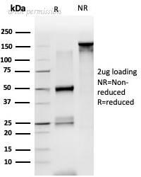 Novus Biologicals NBP3-24029 image 1