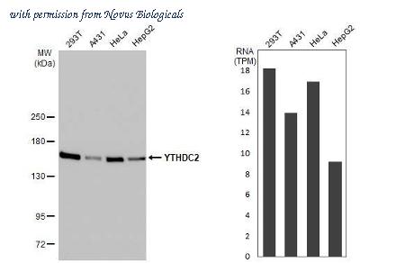 Novus Biologicals NBP3-25760 image 1