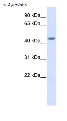 Novus Biologicals NBP1-62351 image 1