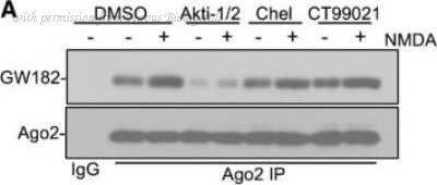 Novus Biologicals NBP1-57134 image 1
