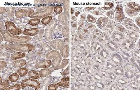 Novus Biologicals NBP3-25394 image 1
