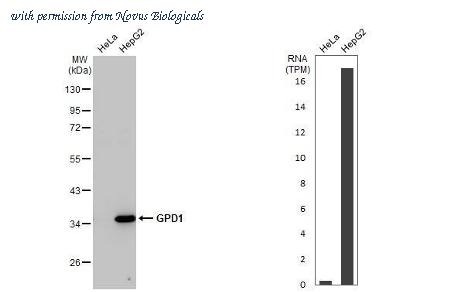 Novus Biologicals NBP3-25488 image 1