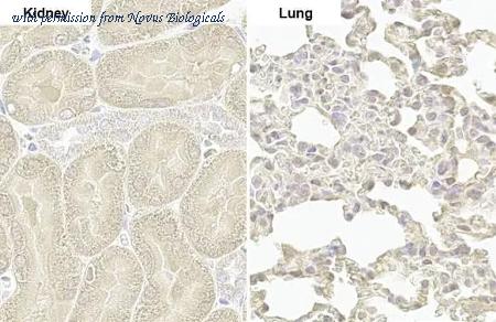 Novus Biologicals NBP3-25592 image 1
