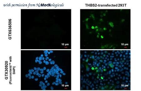 Novus Biologicals NBP3-25720 image 1
