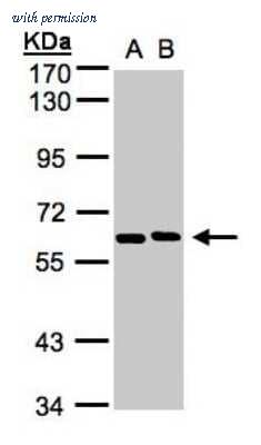 Novus Biologicals NBP1-31404 image 1