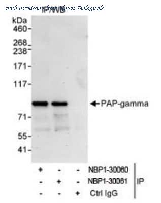 Novus Biologicals NBP1-30060 image 1