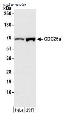Novus Biologicals NB100-213 image 1