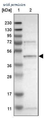 Novus Biologicals NBP1-82652 image 1