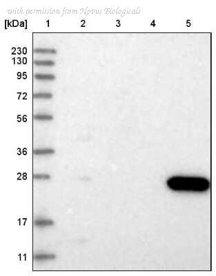 Novus Biologicals NBP1-82069 image 1