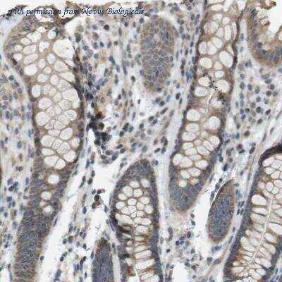 Novus Biologicals NBP1-81544 image 1