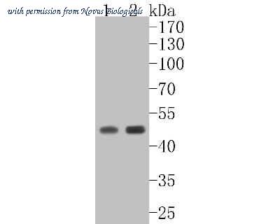 Novus Biologicals NBP2-67362 image 1