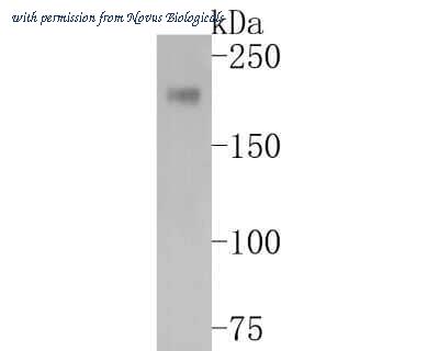Novus Biologicals NBP2-67025 image 1