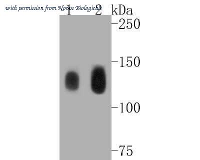 Novus Biologicals NBP2-67578 image 1