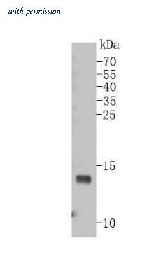 Novus Biologicals NBP2-66777 image 1