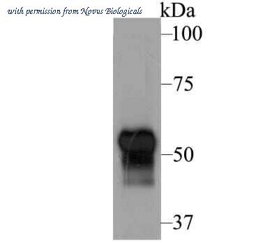 Novus Biologicals NBP2-76929 image 1