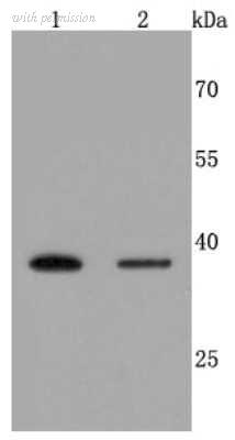 Novus Biologicals NBP2-66881 image 1