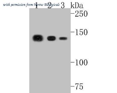 Novus Biologicals NBP2-67825 image 1
