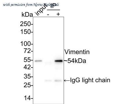 Novus Biologicals NBP3-33094 image 1