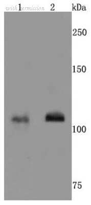 Novus Biologicals NBP2-66982 image 1
