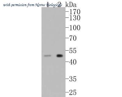 Novus Biologicals NBP2-66778 image 1