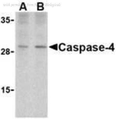 Novus Biologicals NBP1-77208 image 1