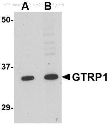 Novus Biologicals NBP1-76900 image 1