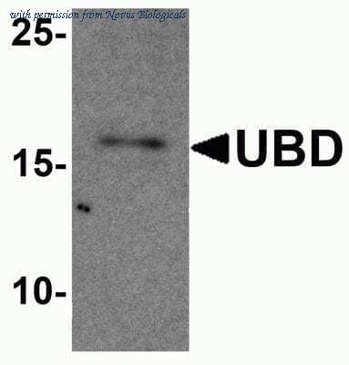 Novus Biologicals NBP2-81752 image 1