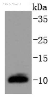 Novus Biologicals NBP2-67796 image 1