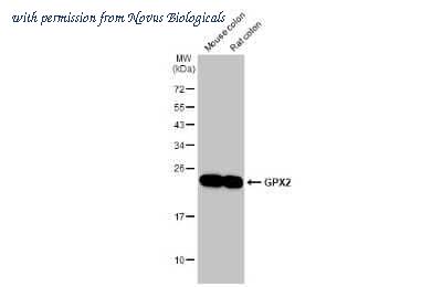 Novus Biologicals NBP3-13662 image 1