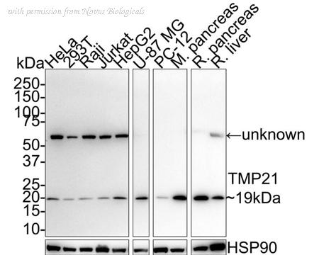 Novus Biologicals NBP3-33031 image 1