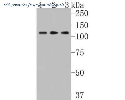 Novus Biologicals NBP2-75438 image 1