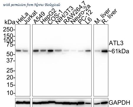Novus Biologicals NBP3-32060 image 1