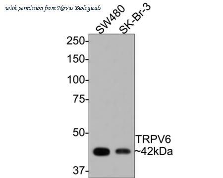 Novus Biologicals NBP3-33063 image 1