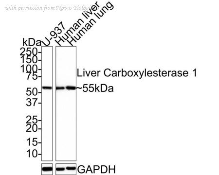 Novus Biologicals NBP3-32541 image 1