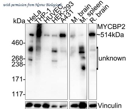 Novus Biologicals NBP3-32621 image 1