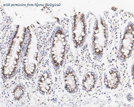 Novus Biologicals NBP3-32399 image 1