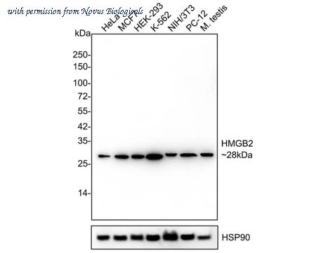 Novus Biologicals NBP3-32436 image 1