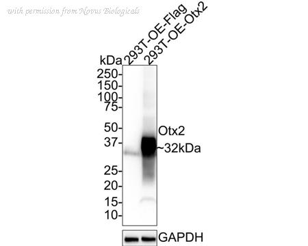 Novus Biologicals NBP3-32683 image 1