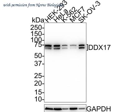 Novus Biologicals NBP3-32261 image 1