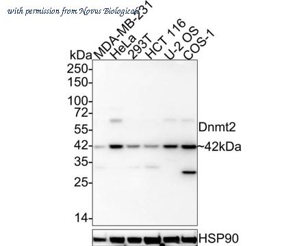 Novus Biologicals NBP3-32275 image 1